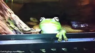 Voigt’s Dinner-Detector says it is Dinner Night! (It is!)