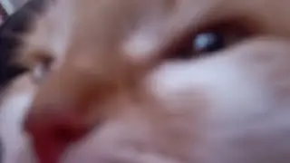 тестовая анимация