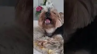 Мама принесла Томмику новую вкусняшку🥰🐕