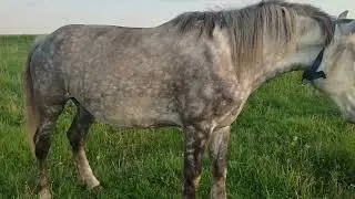 Тёплый майский вечер лошади на пасдбище