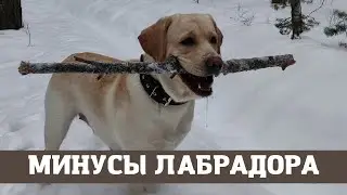 Отрицательные качества лабрадора