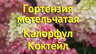 Гортензия метельчатая. Краткий обзор, описание характеристик hydrangea panniculata colorful cocktail