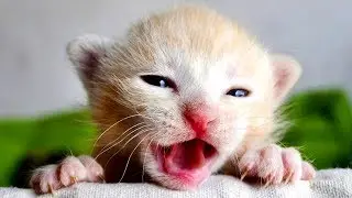 Что означает кошачье мяуканье?!