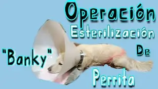 Operación Esterilización de Perrita Banky