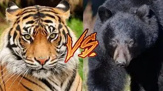 БЕНГАЛЬСКИЙ ТИГР VS БАРИБАЛ