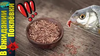 Лён для рыбалки. Простой состав и добавка, от которой лещ 