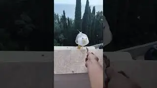 Чайка ест с рук