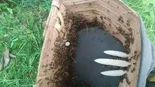 не всегда находим маток)))
