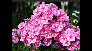 Флоксы весной Сделайте это с флоксами обязательно