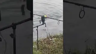 у рыбы должен быть шанс. 