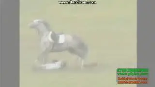 Конный спорт(Короли Вероны)
