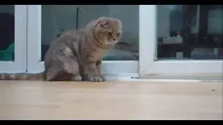кошка ловит муху