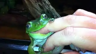 Voigt’s Daily Adventure inevitably ends with Fingers!