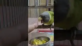 Krishna loves Maggie 😋