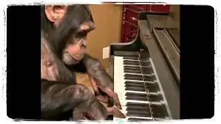 ПРИКОЛЫ С ОБЕЗЬЯНАМИ, СМЕШНЫЕ ОБЕЗЬЯНЫ 🐒 FUNNY MONKEYS, FUN WITH MONKEYS 