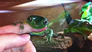 Today’s Very Excellent Gnawing with Persistence is by Voigt!
