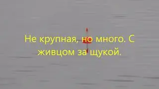 Не крупная, но много. С живцом за щукой.