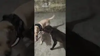 Jacky Lucy doing WWE