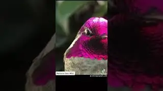 птица меняет окрас