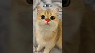 Элитная кошка 