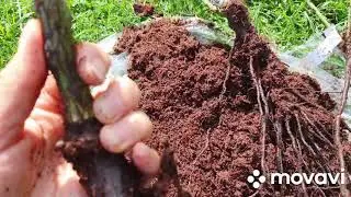 Получила посылку с саженцами роз. Саженцы роз с названиями и фото