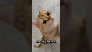 Главная обязанность котовладельца