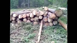 заготовка леса 4 день работы