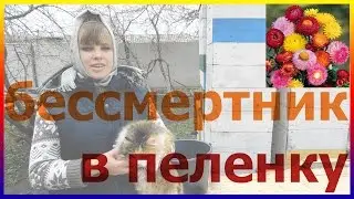 Сажаем бессмертник в пеленку. Как посадить бессмертник уход  посадка Все о выращивании бессмертника