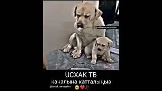 Ар бир жанга Аллах мээримин бөлөп койгон #исхактв