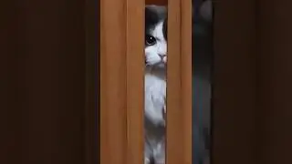 КотоТриллер. Наблюдатель.