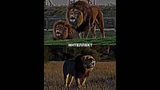 БЕРБЕРИЙСКИЙ ЛЕВ VS АФРИКАНСКИЙ ЛЕВ 