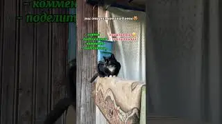 а что ты выбрал?😸