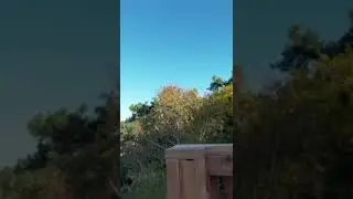 В сосновом бору растёт берёза.