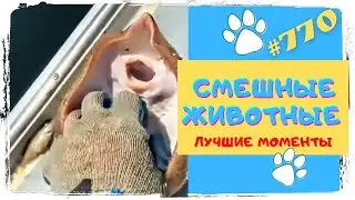 СМЕШНЫЕ ЖИВОТНЫЕ ЗАЖИГАЮТ 😂 Лучшие Моменты 
