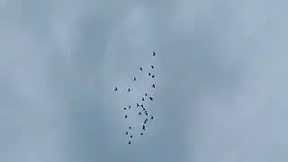 Полёты голубей под пение петухов.