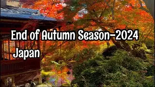 Beautiful End of autumn 2024 -japan -kyoto