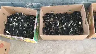 Жужалар улгиржи оптим нархда тел +