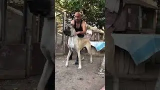 +1 metre boyu olan dev kangal😱yok böyle bir cüsse🤩 #kangal #devkangal #kocaköpek #sivaskangalı
