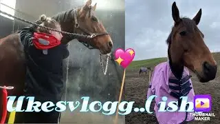 UKESVLOGG (ISH) - siste innkjøp, stallarbeid og mye skravling.