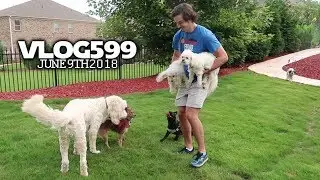 ALL DOGS GO TO HEAVEN