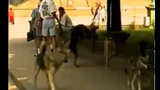 Нашестя собак у Тернополі. 1995 рік