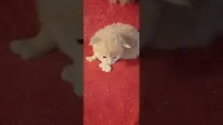Первая прогулка вне домика