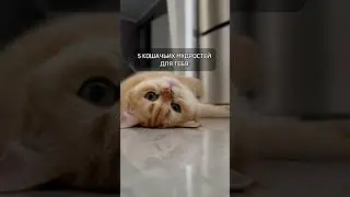 5 кошачьих мудростей для тебя