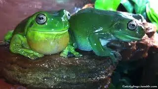 Jens Politely Yells at Spray Bottle Nemesis!