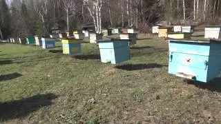 Пасека с Нуля((( Как начать заново))))))))
