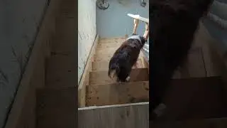 Puppy Struggles to Use the Stairs