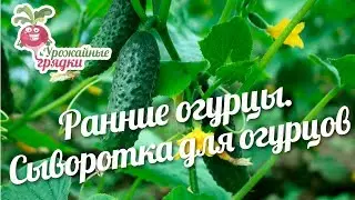 Ранние огурцы. Сыворотка для огурцов #urozhainye_gryadki