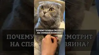 Кот смотрит как ты спишь?