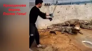 Непокорный крокодил. Работа не для слабых. Атака крокодилов.