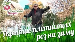 Укрытие плетистых роз на зиму 